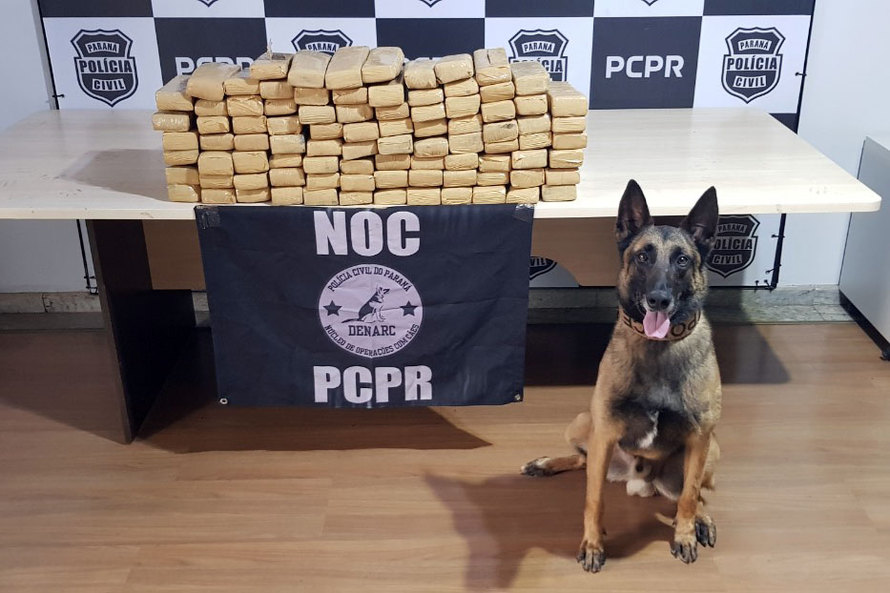A Polícia Civil do Paraná (PCPR) conta com 13 cães policiais ativos que auxiliam em ações contra o tráfico de drogas. Além desses, o canil ainda possui outros quatro animais que já contribuíram para o