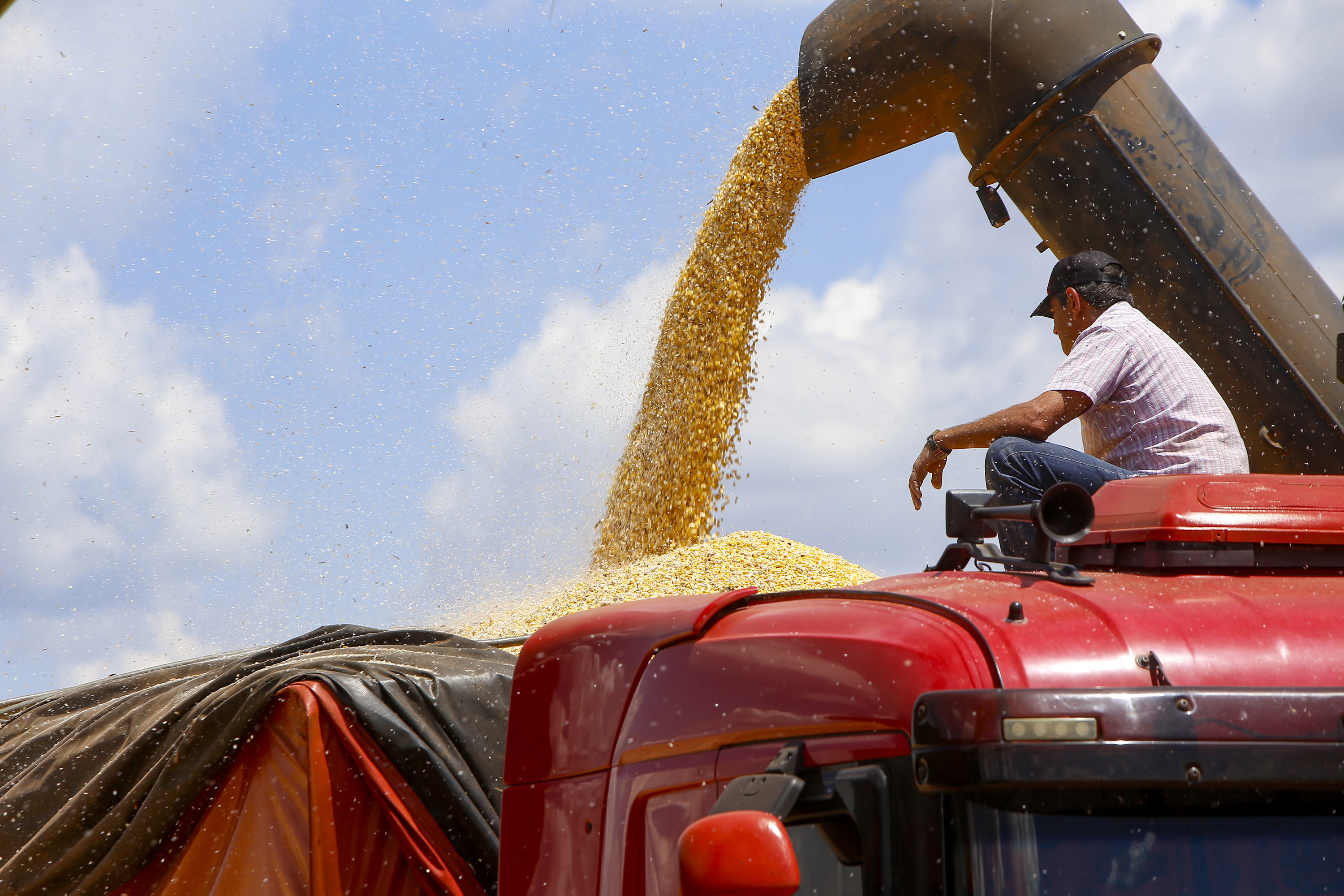 Produção de milho no Paraná deve alcançar recorde de 16 milhões de toneladas Foto: Gilson Abreu/AEN
