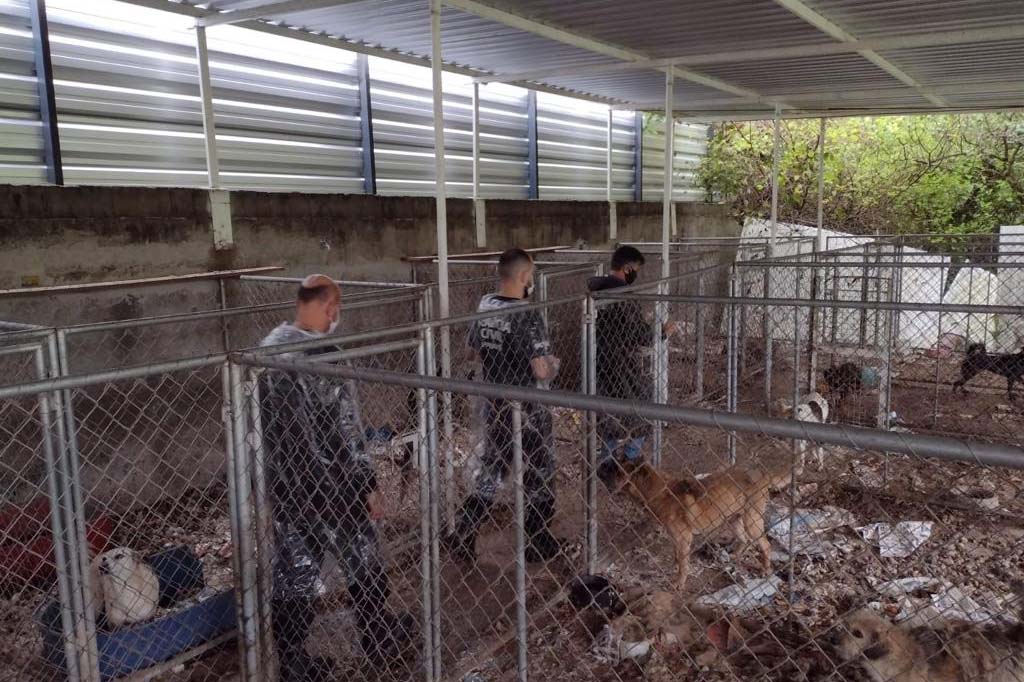 PCPR deflagra operação para resgatar 300 cães em situação de maus-tratos em Curitiba - Foto: PCPR