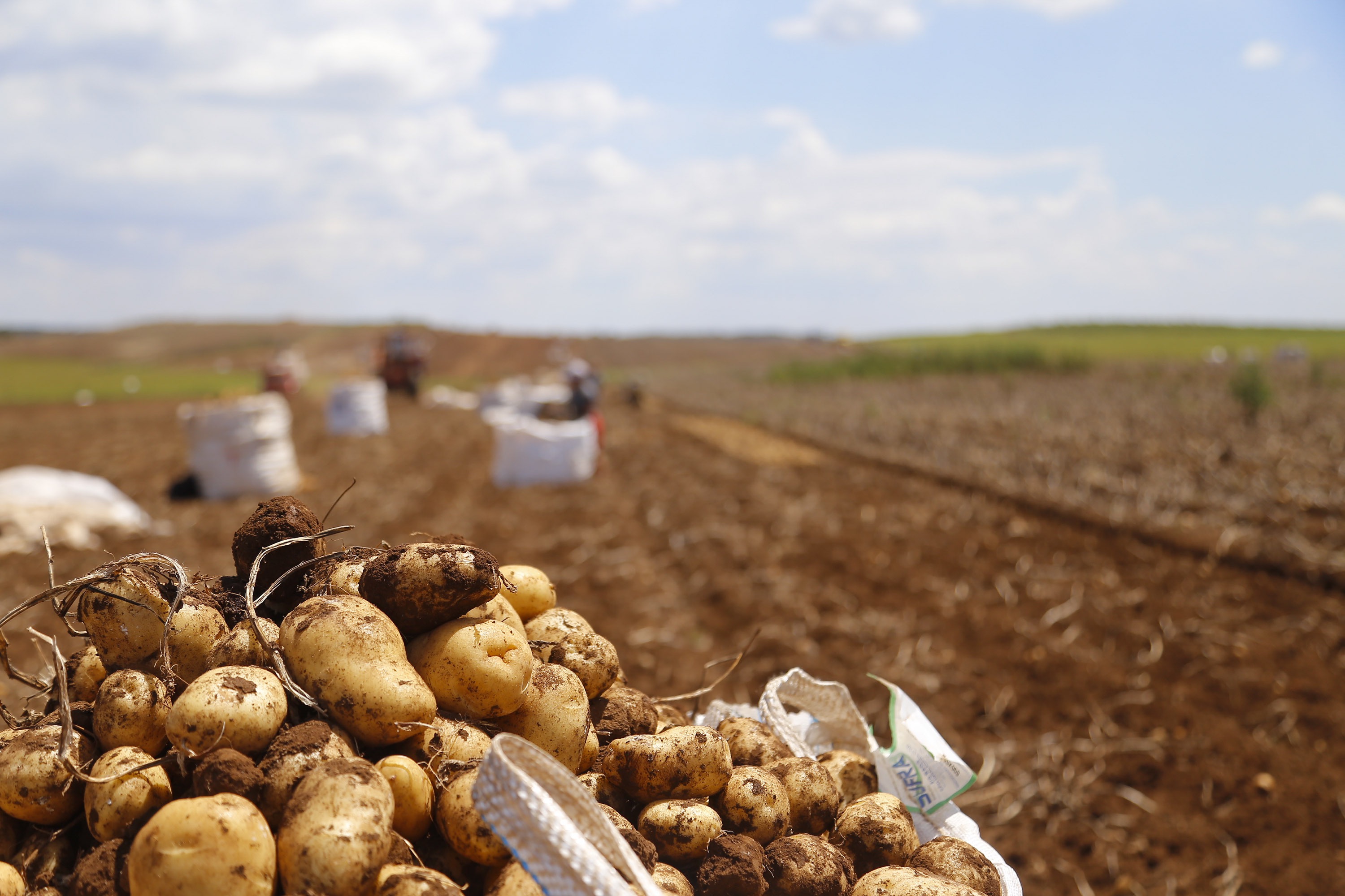 Paraná produzirá 323,7 mil toneladas de batatas nesta safra; colheita já chegou a 78% da área Foto: Gilson Abreu/AEN
