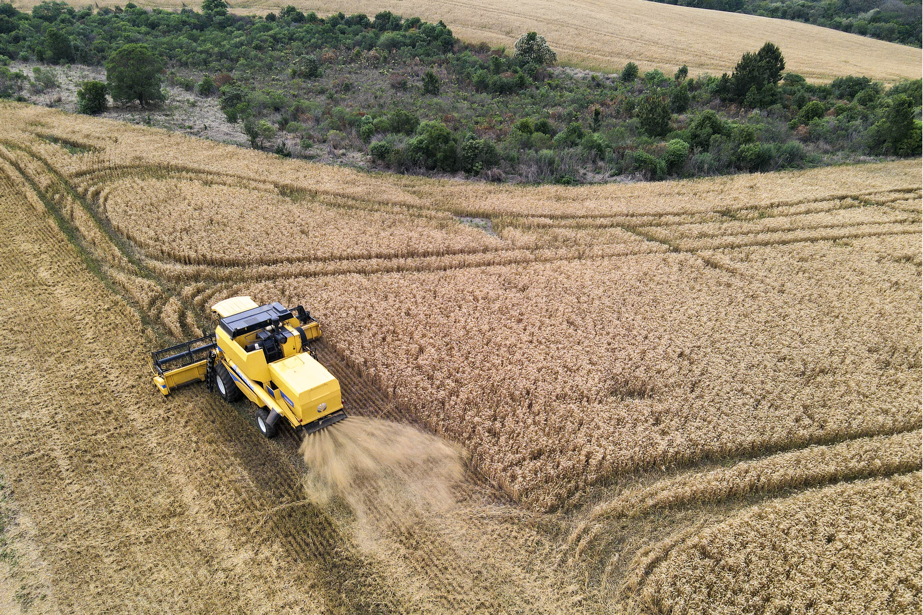Brasil reduz importação de trigo no primeiro semestre; Paraná tem leve aumento nas exportações Foto: Gilson Abreu/AEN