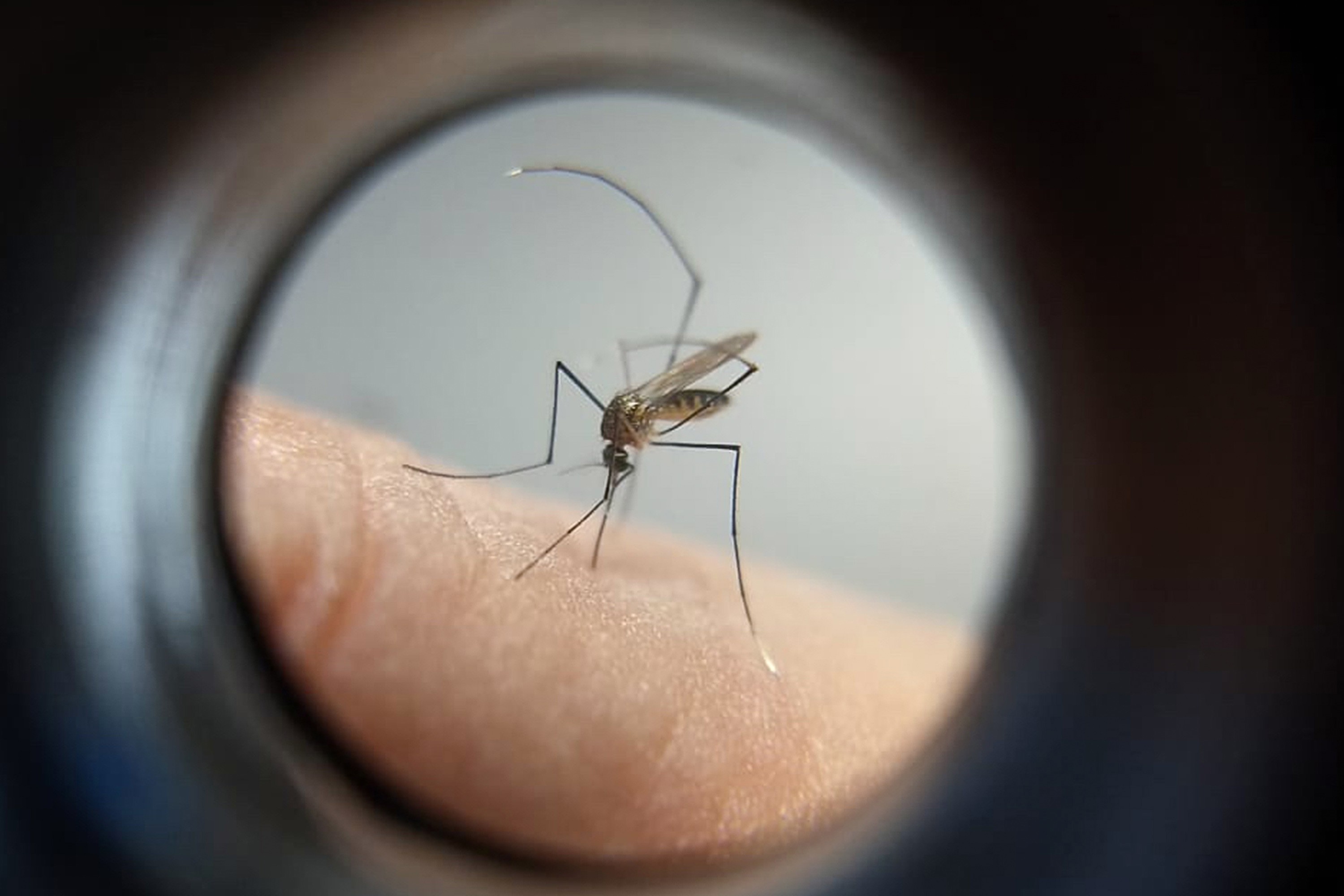 Paraná manda ofício ao Ministério da Saúde solicitando mais vacinas contra a dengue Foto: SESA
