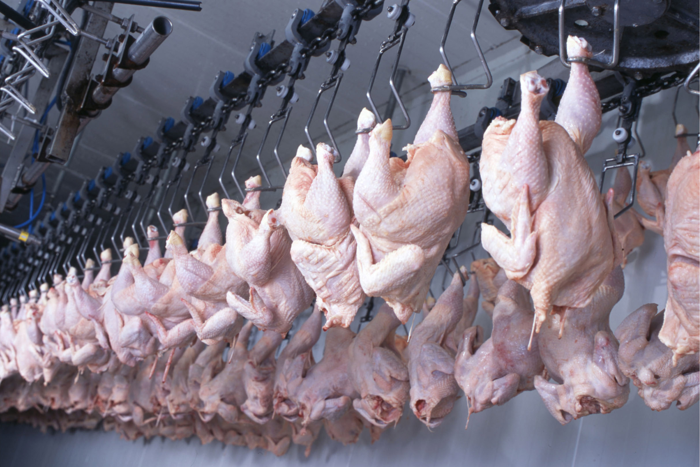 Mais um frigorífico do Paraná é habilitado para exportar frango halal para a Malásia Foto: IDR Paraná