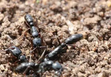 Registro da Neoponera marginata formiga com o corpo preto e bem polido muito comum nos parques de Curitiba. Foto: Adrian Troya e John Lattke/Reprodução