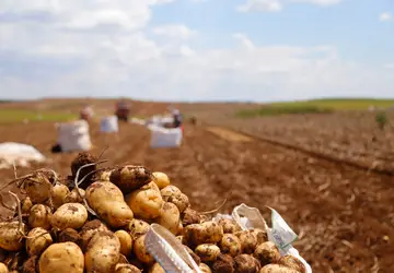 Paraná produzirá 323,7 mil toneladas de batatas nesta safra; colheita já chegou a 78% da área Foto: Gilson Abreu/AEN