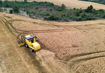 Brasil reduz importação de trigo no primeiro semestre; Paraná tem leve aumento nas exportações Foto: Gilson Abreu/AEN