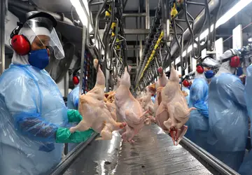 Paraná alcança maior produção semestral de frango e suínos da história em 2023 Foto: Ari Dias/AEN